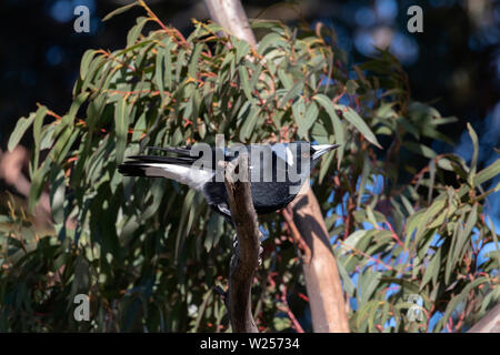 Australian Magpie May 30th, 2019 Blue Mountains, Australia Stock Photo