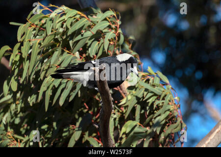 Australian Magpie May 30th, 2019 Blue Mountains, Australia Stock Photo