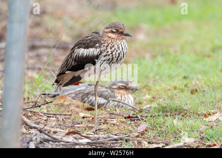 Bush Stone-curlew June 8th, 2019 Near Port Douglas, Australia Stock Photo