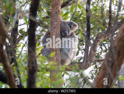 Wild Koala June 4, 2019 Lismore, Australia Stock Photo