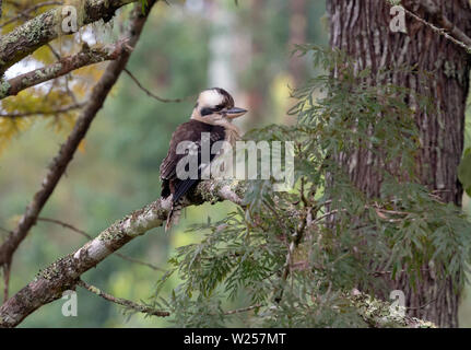 Laughing Kookaburra June 1st, 2019 Promised Land Retreat near Bellingen, Australia Stock Photo