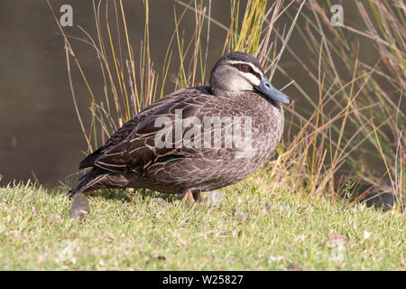 Pacific Black Duck June 12th, 2019 Centennial Park in Sydney, Australia Stock Photo