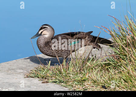 Pacific Black Duck June 12th, 2019 Centennial Park in Sydney, Australia Stock Photo