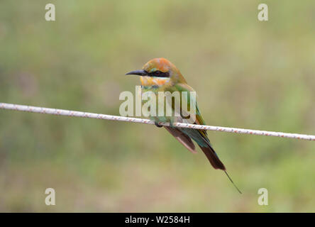 Rainbow Bee-eater June 6th, 2019 Near Port Douglas, Australia Stock Photo