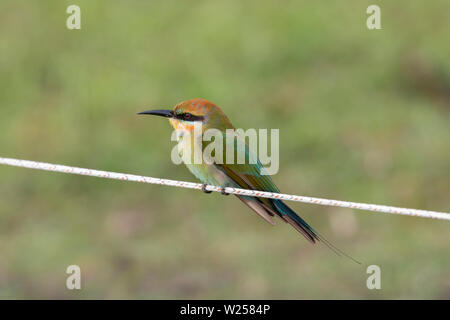Rainbow Bee-eater June 7th, 2019 Near Port Douglas, Australia Stock Photo