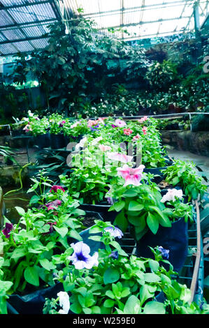 Rows of flowers for sale at a retail garden center in a Tulip Garden, Jammu & Kashmir, India Stock Photo