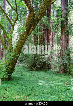 Beautiful landscape with giant redwoods in Muir Woods near San Francisco, California Stock Photo
