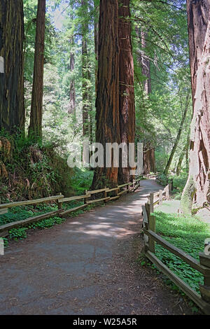 Hiking trails through giant redwoods in Muir Woods near San Francisco, California Stock Photo