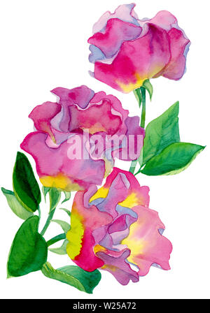 Watercolor hand drawn composition of three roses pink and yellow color with green leaves, isolated on white background. Design for selebration decor. Stock Photo