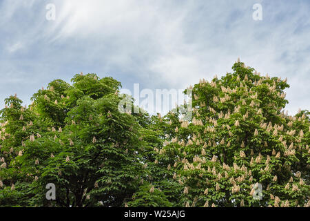 Flowering chestnut horse trees. White bunches of chestnut flowers on cloudy sky background in Kiev, Ukraine. Stock Photo