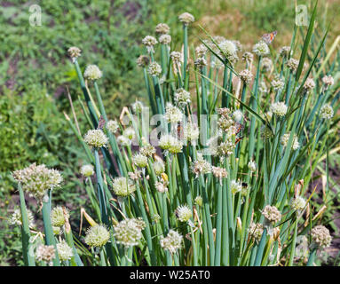 onions growing in a field on farm closeup with butterfly and bumblebee Stock Photo