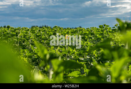 Sunflower field, the first opened flower on the field of green sunflower buds Stock Photo