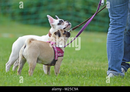 Short nosed fawn pug dog on leash with white french bulldog in background Stock Photo