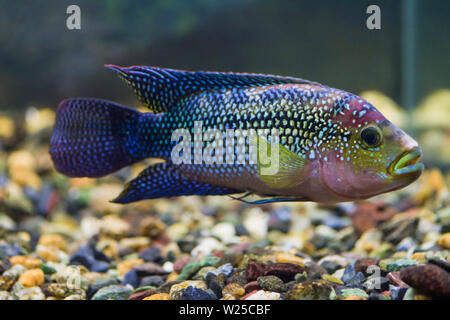 Cichlasoma octofasciatum  . Fish Cichlasoma eight-lane closeup floats in the transparent aquarium Stock Photo