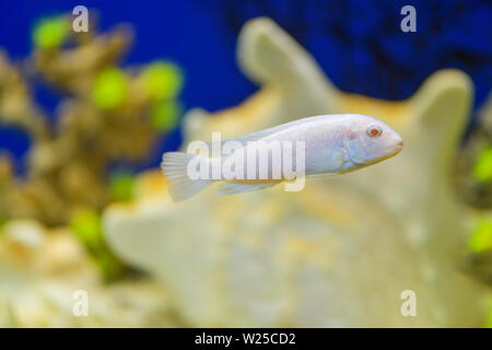 Fish Cichlid Snow Prince in the aquarium , Pseudotropheus Socolofi in a transparent aquarium. Stock Photo