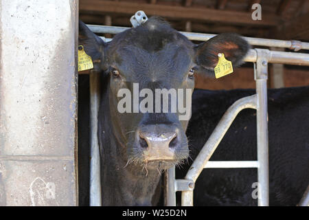 Heidelberg, Germany: Black Aberdeen Angus cattles sticking  head through iron bars and looking at camera in animal stable Stock Photo