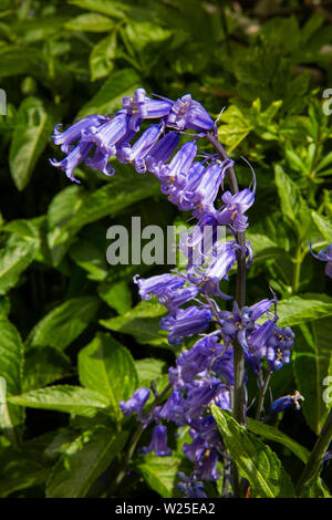 UK, Cumbria, Sedbergh, Howgill Lane, wild native bluebell flowers, Hyacinthoides non-scripta, growing on roadside verge Stock Photo