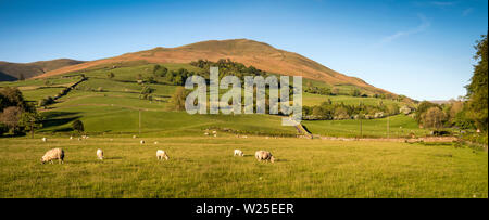 UK, Cumbria, Sedbergh, Marthwaite, sheep grazing on farmland in valley below Winder and Howgill Fells, panoramic Stock Photo