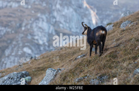 Carpathian chamois in autumn, Carpathians, Bucegi Mountains, Romania Stock Photo