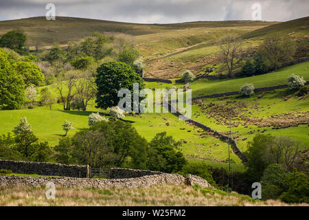 UK, Cumbria, Sedbergh, Frostrow and Soolbank, lowland farmland separated by drystone walls below Howgill Fells