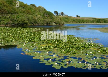 Bosherston Lily Ponds Bosherston Lakes flooded limestone valley ...
