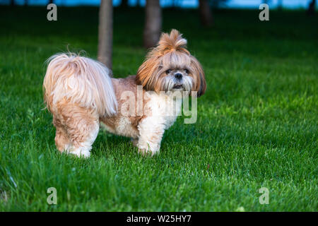 Portrait of cute shih tzu dog at walk in park Stock Photo