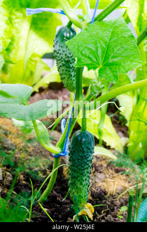 Cucumber shoot tied with blue twine.  Photo Stock Photo