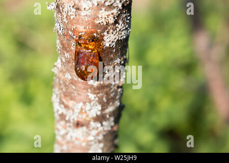 Amber resin drop on plum tree with grey moss. Blurred green background, sunny day. Selective focus Stock Photo