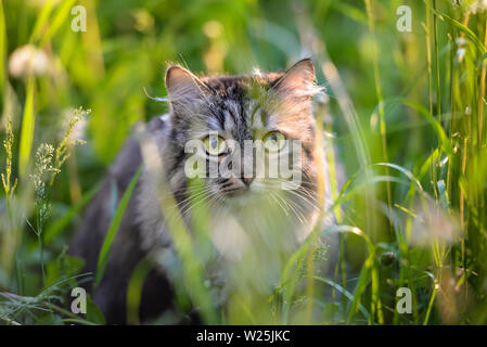 Tabby cat hiding in the grass  in the summer evening Stock Photo