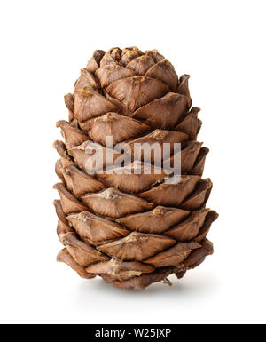 Single ripe pine cone full of nuts isolated on white Stock Photo
