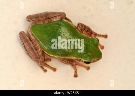 Small green frog with dark brown legs resting on white wall, view from above Stock Photo
