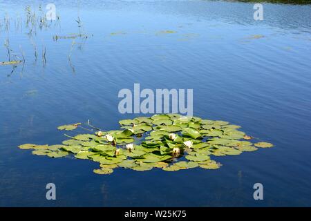 A patch of water lilies and lily pads floating on a blue lake pond Stock Photo