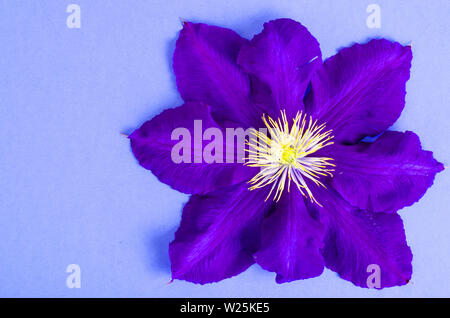 Purple clematis on bright background, space for text. Stock Photo