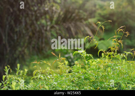 Closeup on plants and cobwebs wet from morning dew in Madagascar rainforest jungle, space for text in upper left corner Stock Photo