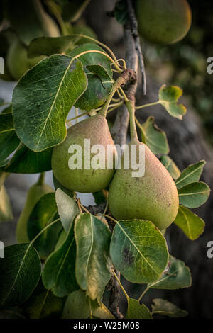 A close-up of green pears on a tree Stock Photo