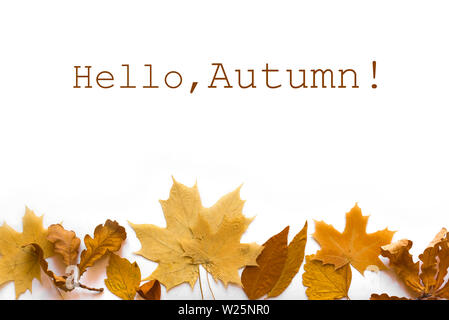 Yellow autumnal leaves flat lay. Various yellow leaves isolated on white background, creative seasonal layout, autumn concept. Stock Photo