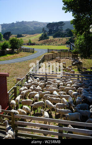 Recently shorn sheep in stockyards at Battle Hill Farm, Pauatahanui, Wellington, North Island, New Zealand Stock Photo