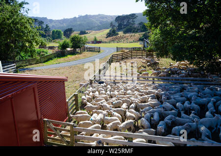 Recently shorn sheep in stockyards at Battle Hill Farm, Pauatahanui, Wellington, North Island, New Zealand Stock Photo