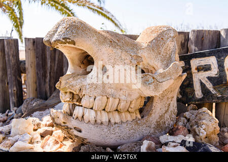 Elephant skull at Ugabmund (Ugab) Gate, entrance to the Skeleton Coast National Park, Namibia Stock Photo