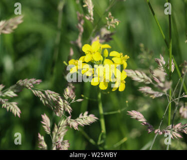 close up of bittercress, herb barbara, yellow rocketcress or winter rocket (Barbarea vulgaris) blooming in spring Stock Photo
