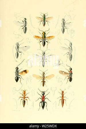 Beautiful vintage hand drawn illustrations of exotic insects from old book. It can be used as poster or decorative element for interior design. Stock Photo