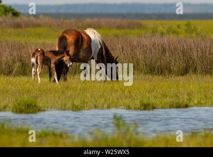 Two of the wild ponies on Assateague Island forage in marsh at the waters edge Stock Photo