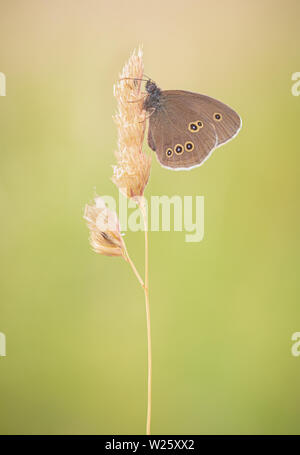 Ringlet Butterfly perched on a grass seed head in an english wildflower meadow on a summer's morning. Yellow wing spots on display. Minimalist image. Stock Photo