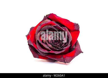 Withered dry red Rose isolated on white Background Stock Photo