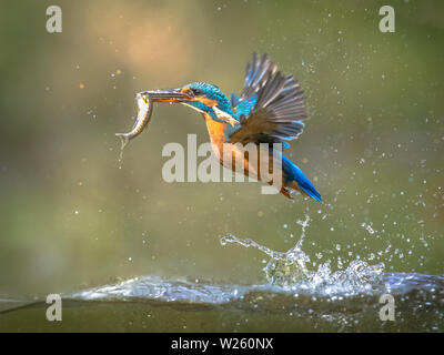 Common European Kingfisher (Alcedo atthis).  river kingfisher flying after emerging from water with caught fish prey in beak on green natural backgrou Stock Photo