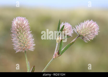 Hare's-foot Clover Trifolium arvense Stock Photo