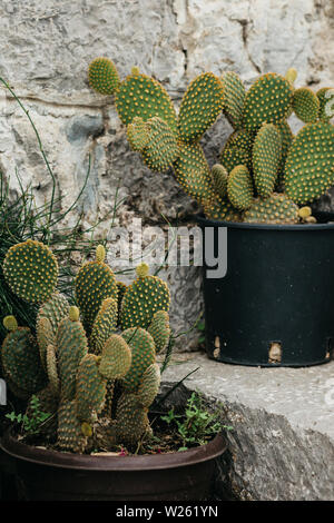 Cacti grow in pots on the stairs as home decorations on the street side.