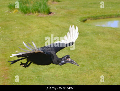 Abyssinian ground hornbill or northern ground hornbill (Bucorvus abyssinicus) in flight view from above