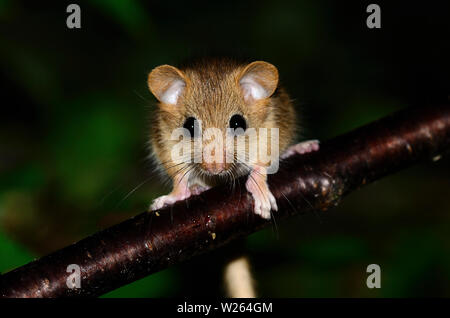 dormouse Stock Photo