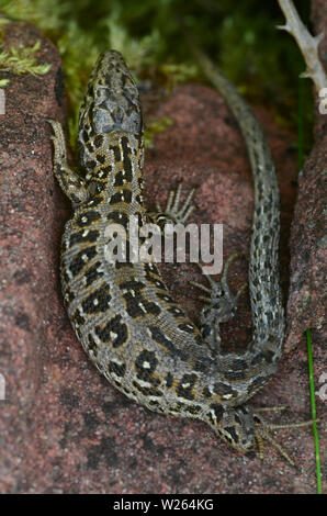 sand lizard Stock Photo